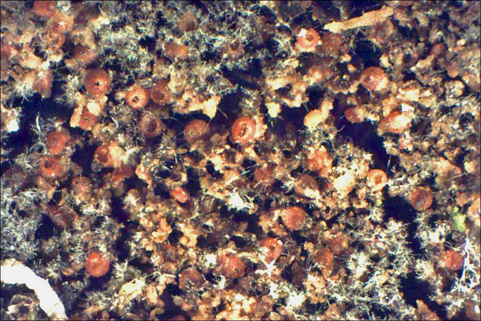 Cosmospora coccinea image
