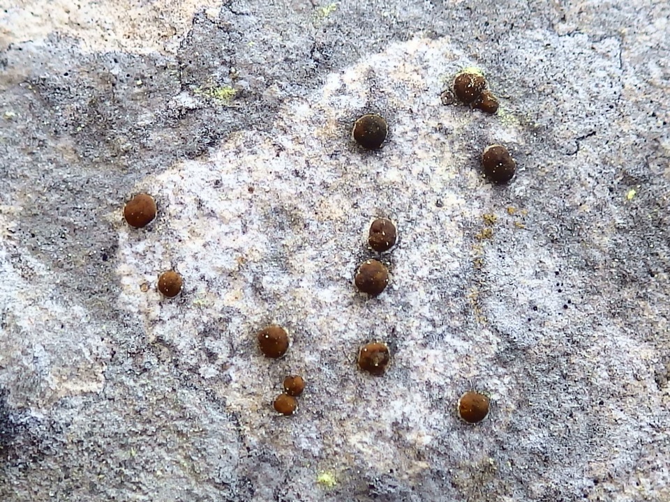 Protoblastenia calva image