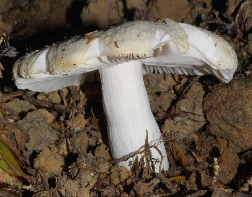 Russula albolutescens image