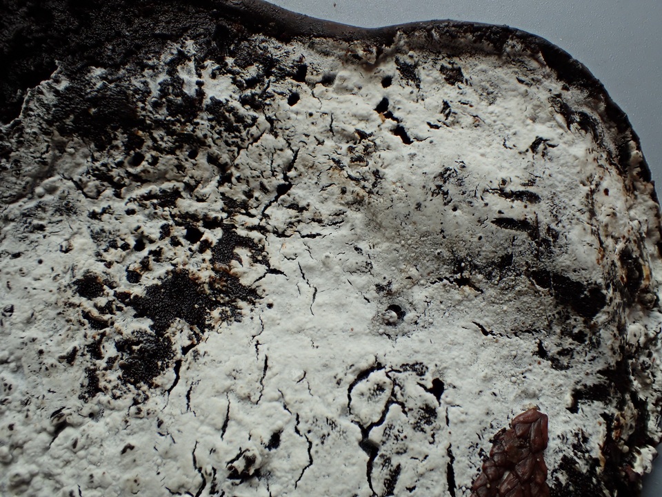 Sistotrema brinkmannii image