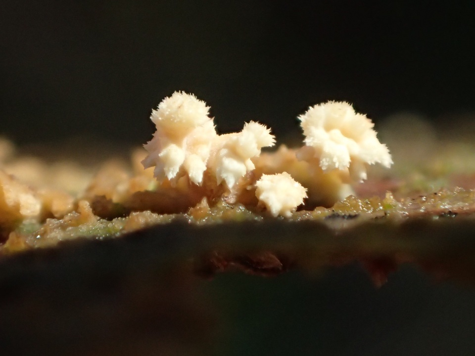 Hyphodontia quercina image