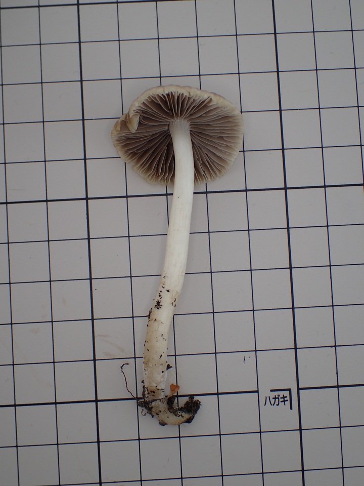 Psathyrella spadiceogrisea image