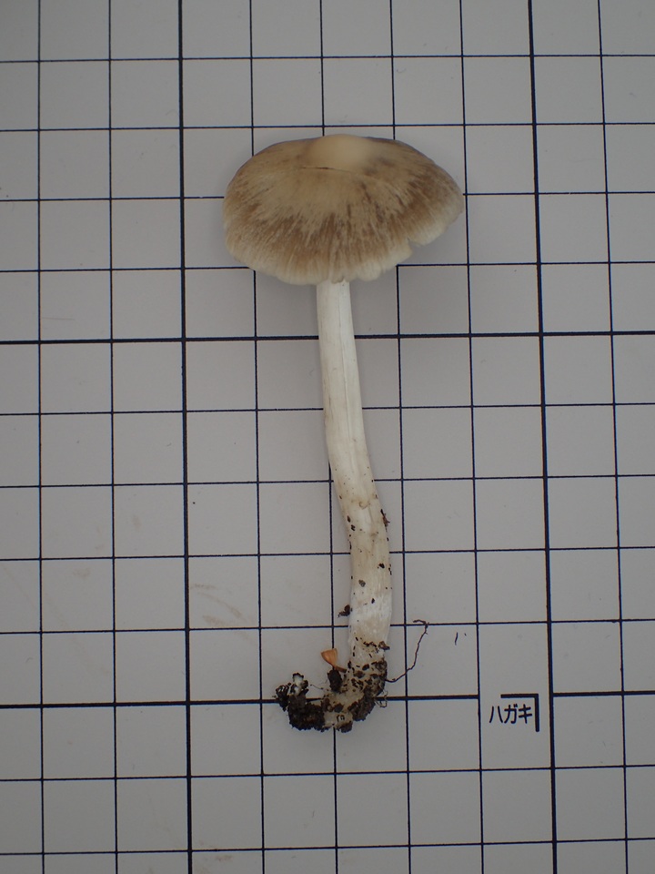 Psathyrella spadiceogrisea image