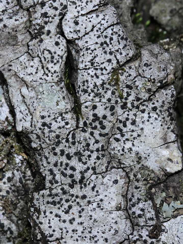Polymeridium quinqueseptatum image