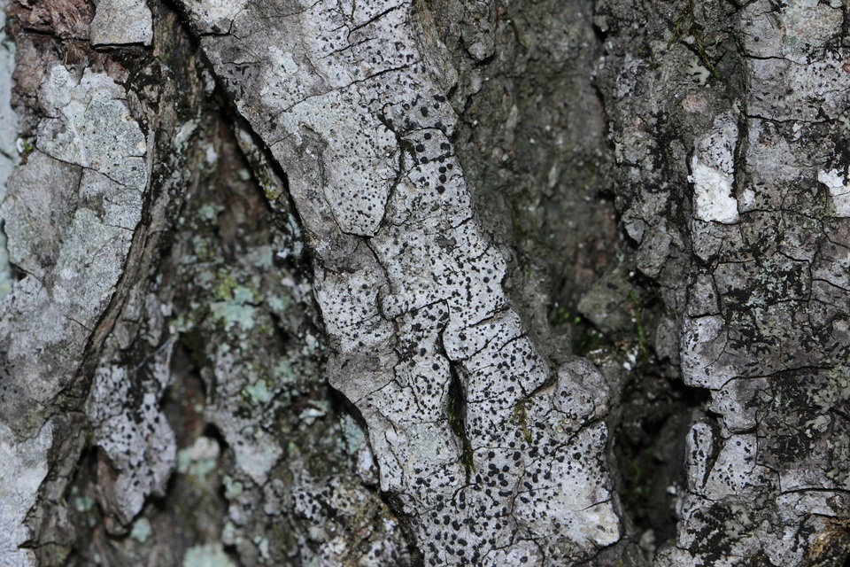 Polymeridium quinqueseptatum image