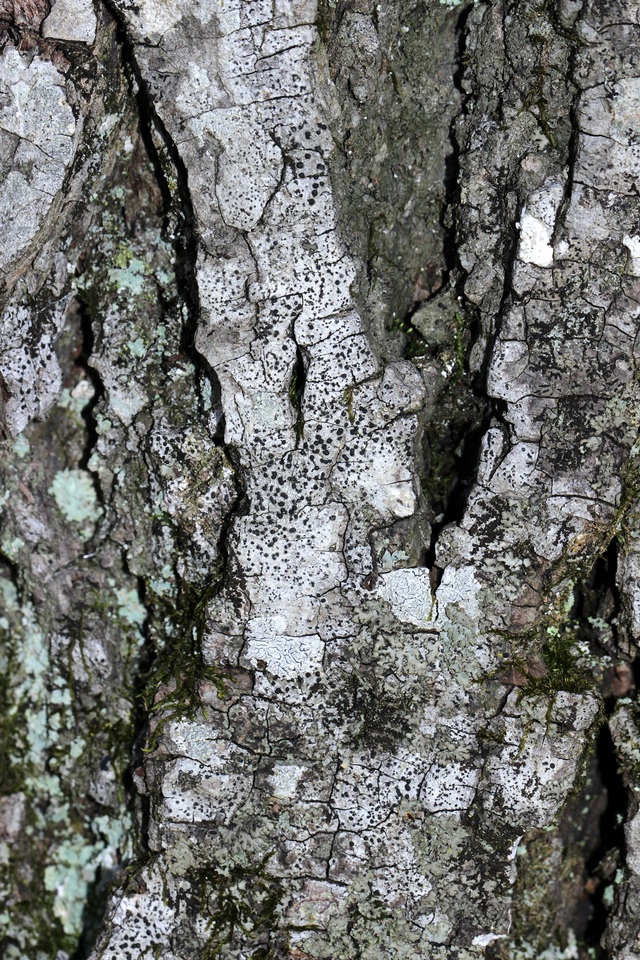 Polymeridium quinqueseptatum image
