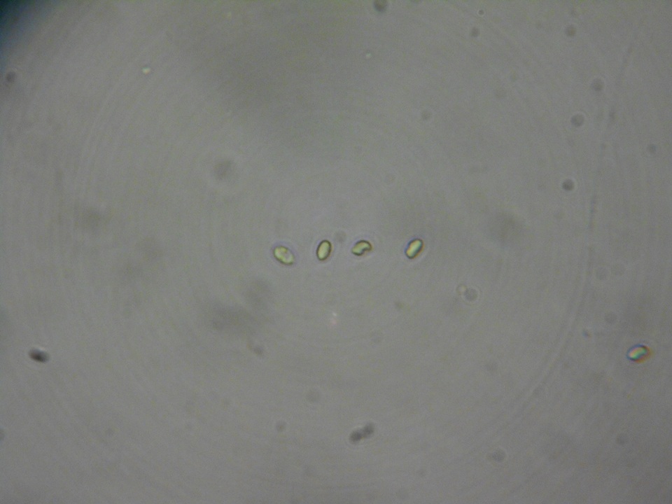 Hymenochaete cinnamomea image