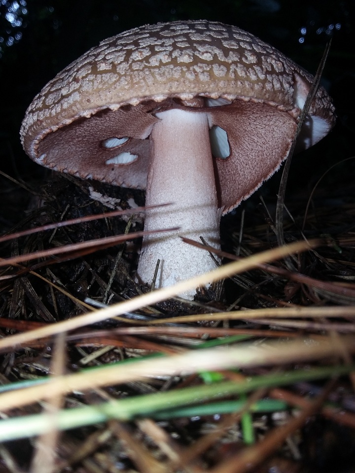 Amanita brunneolocularis image