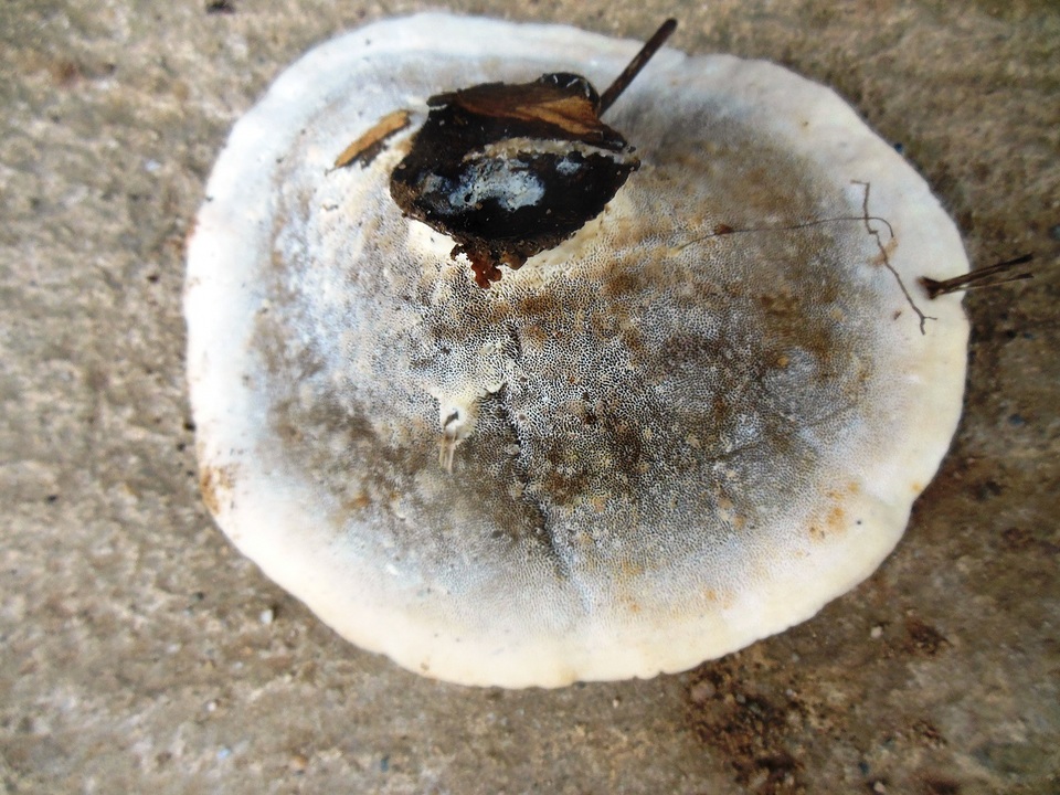Microporellus dealbatus image