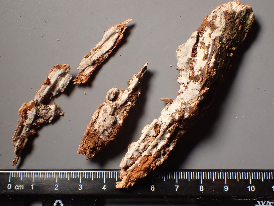 Tubulicrinis subulatus image