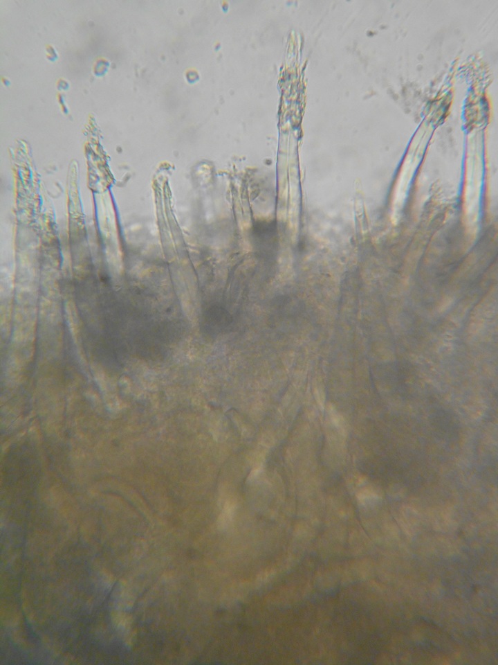 Tubulicrinis subulatus image