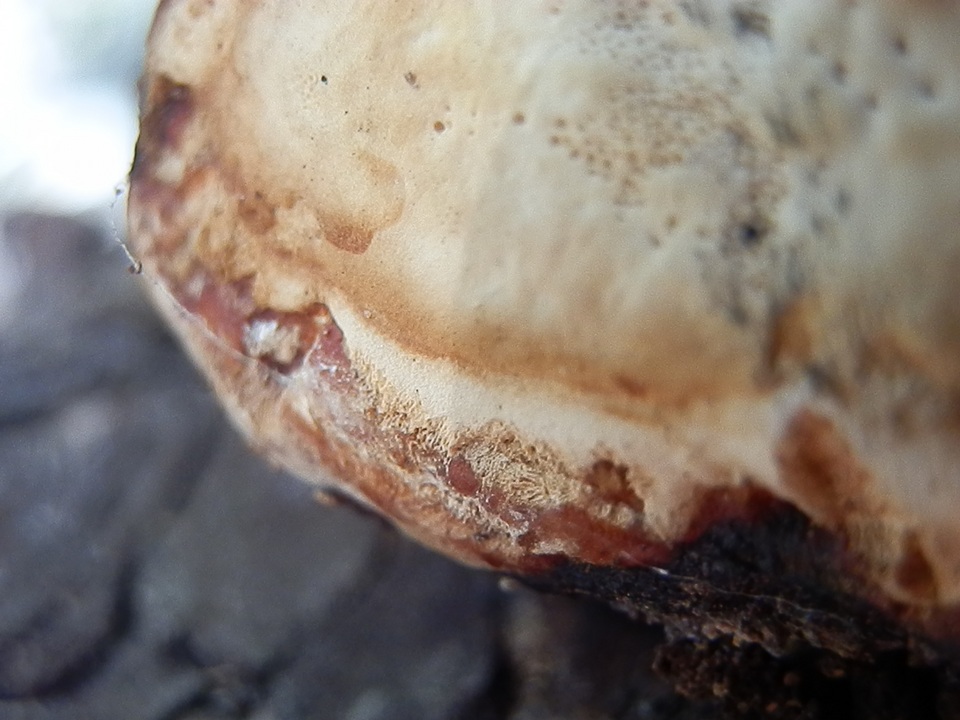 Fomitopsis schrenkii image