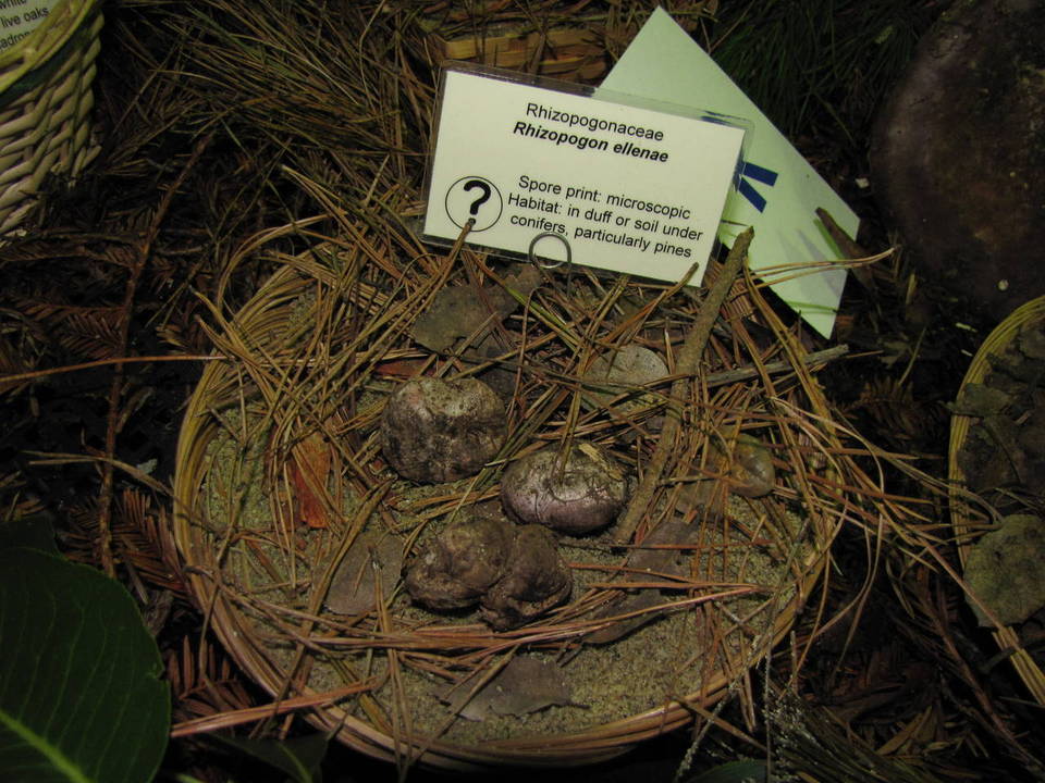 Rhizopogon ellenae image