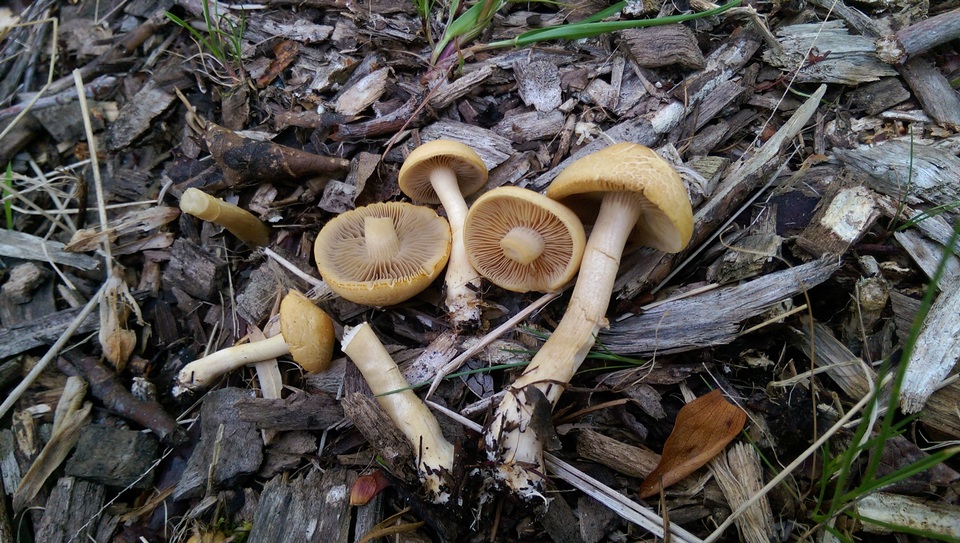 Agrocybe smithii image