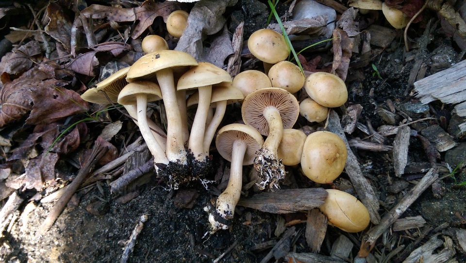 Agrocybe smithii image