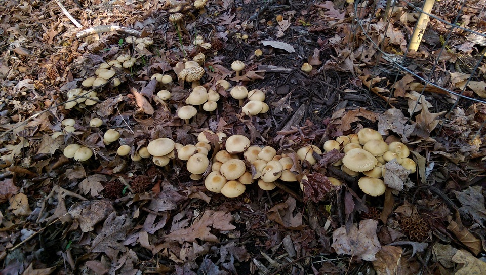Agrocybe smithii image
