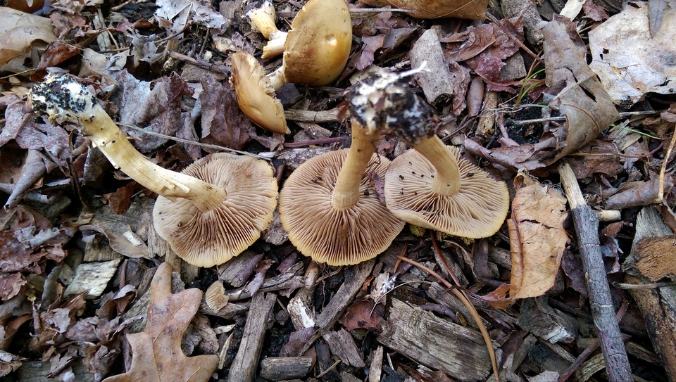 Agrocybe smithii image