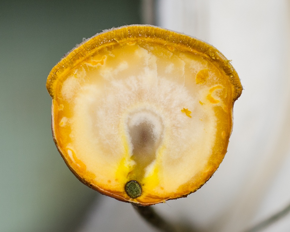 Ascopolyporus image