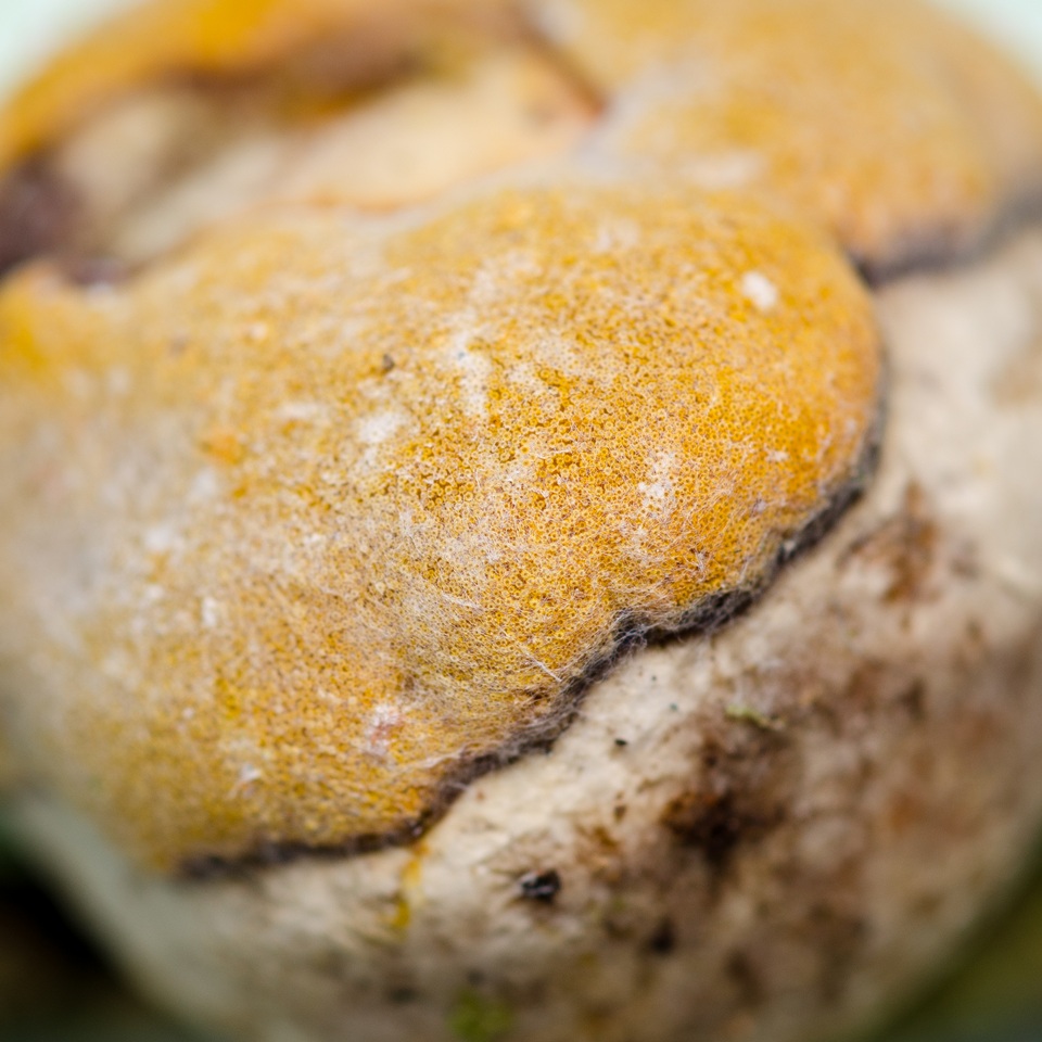 Ascopolyporus polychrous image