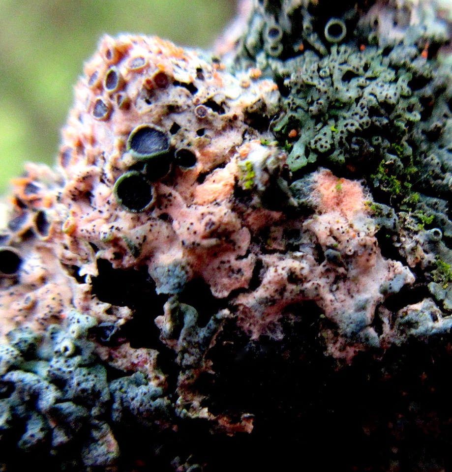 Marchandiobasidium aurantiacum image