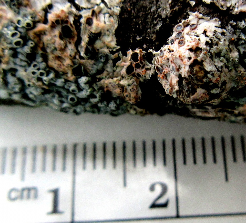 Marchandiobasidium aurantiacum image
