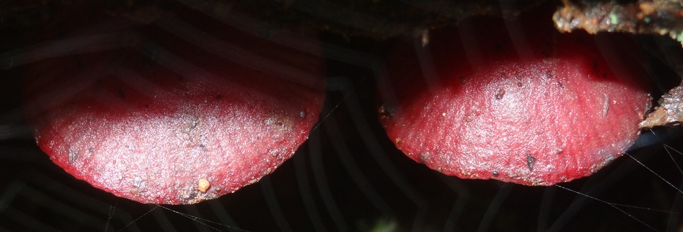 Callistosporium terrigenum image