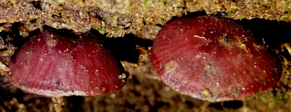 Callistosporium terrigenum image
