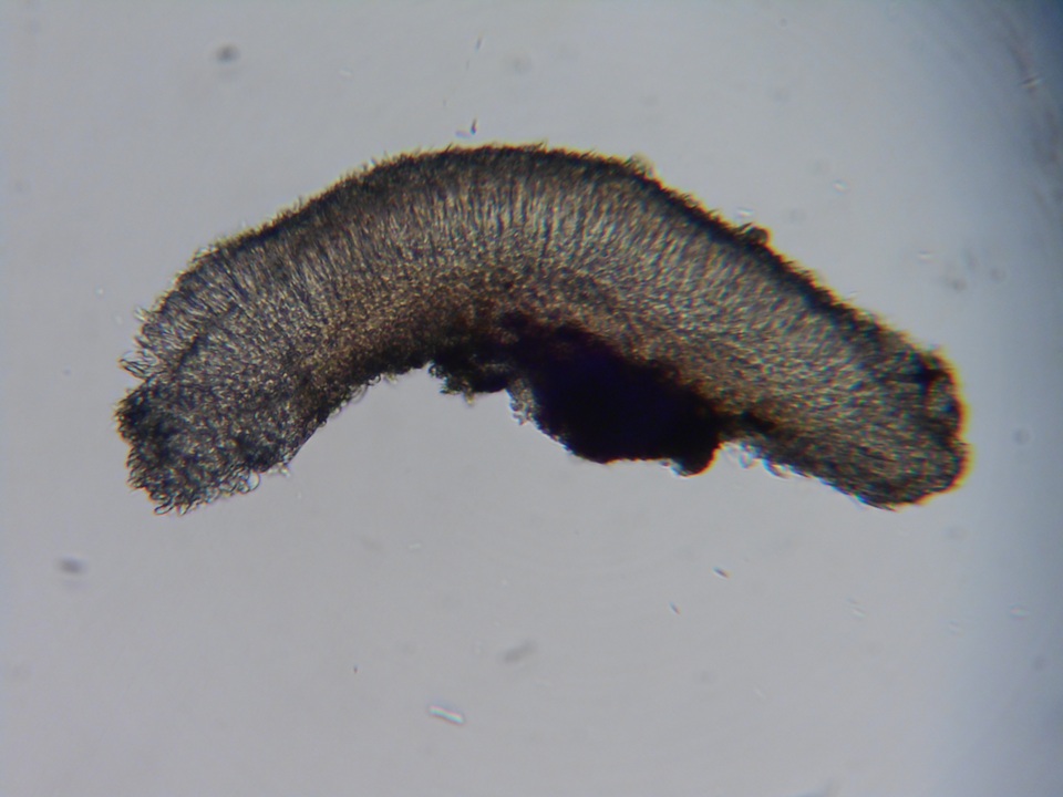 Mollisia benesuada image
