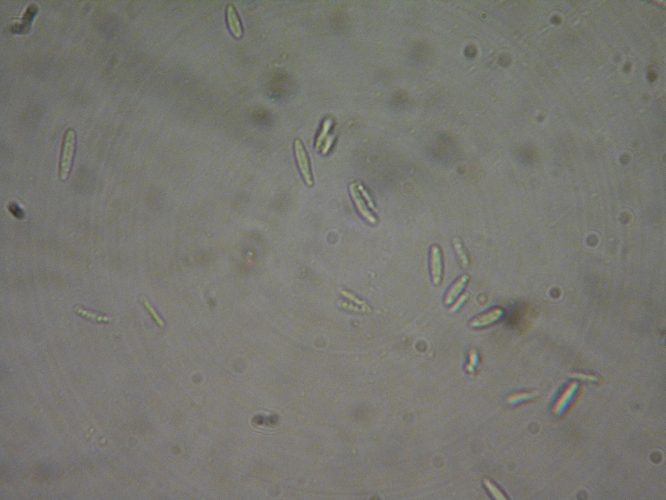Mollisia benesuada image
