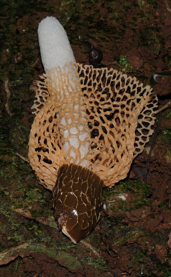 Phallus multicolor image