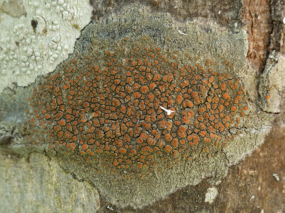 Caloplaca cerina image