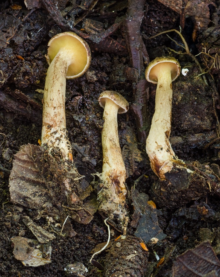 Boletinellus monticola image