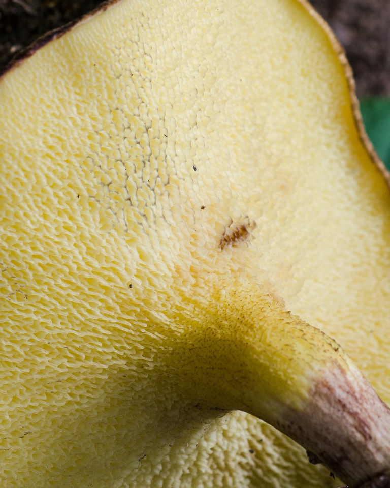 Boletinellus monticola image