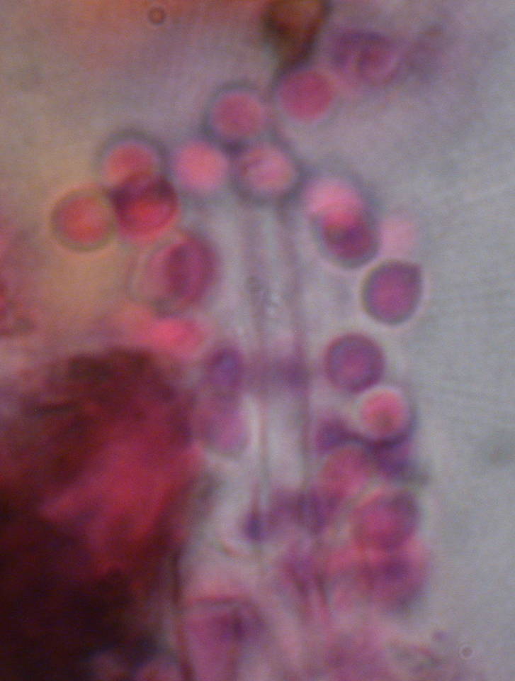 Byssocorticium californicum image