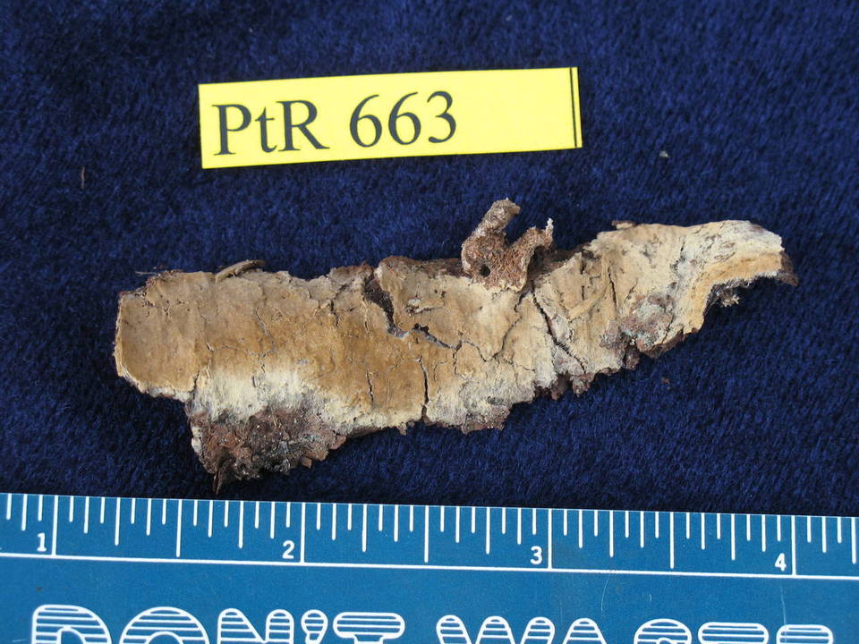 Coniophora arida image