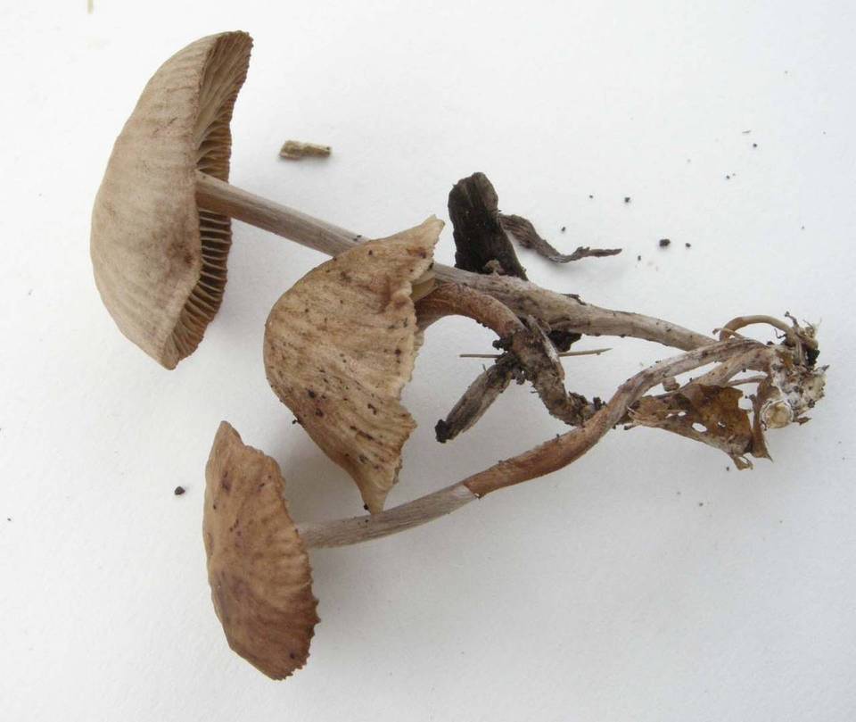 Gymnopus subpruinosus image