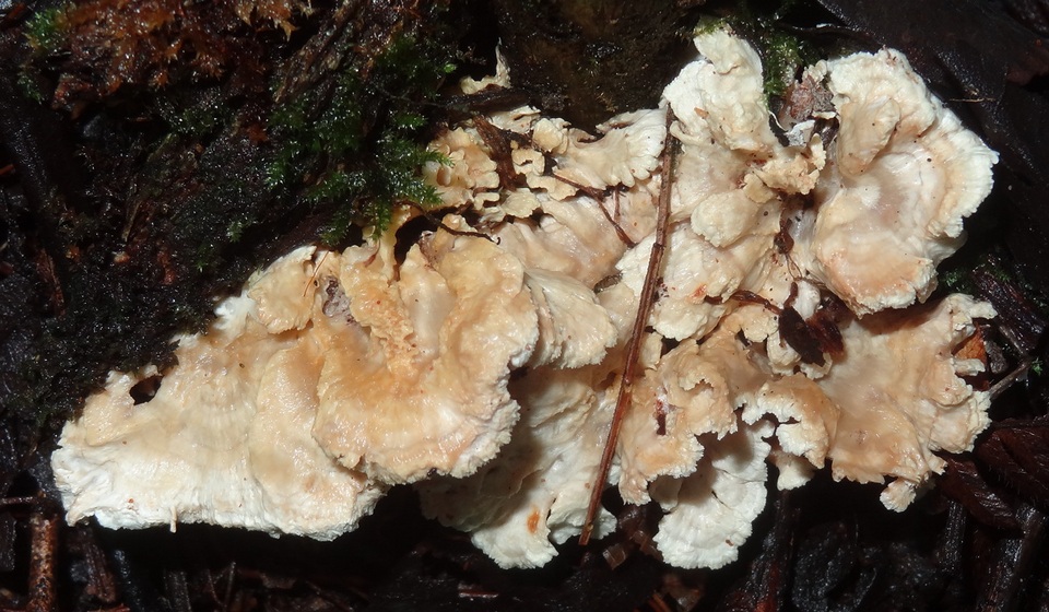 Hydnodon thelephorus image