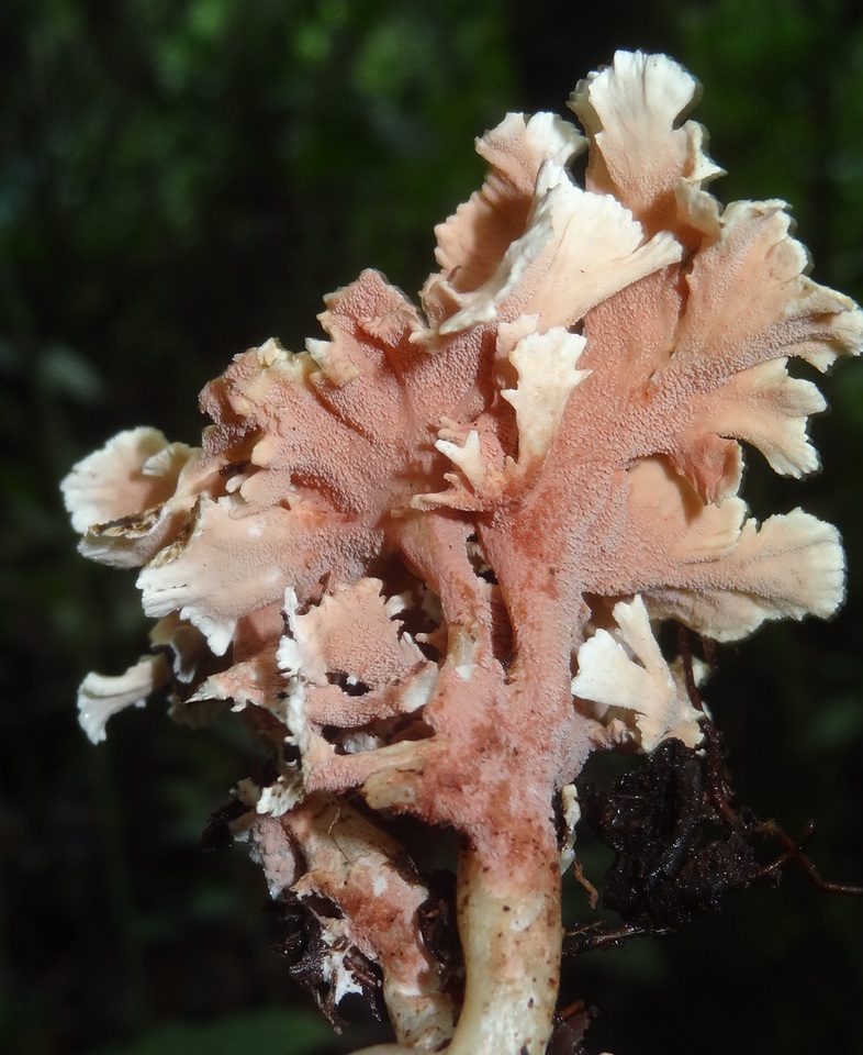Hydnodon thelephorus image