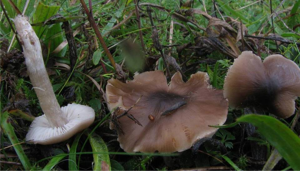 Dermoloma cuneifolium image