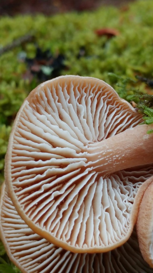 Neolentinus adhaerens image