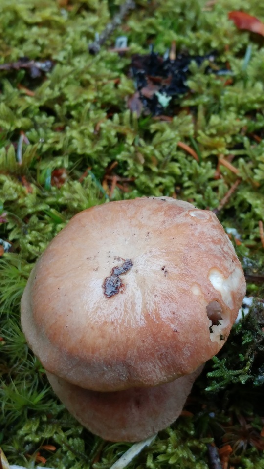 Neolentinus adhaerens image