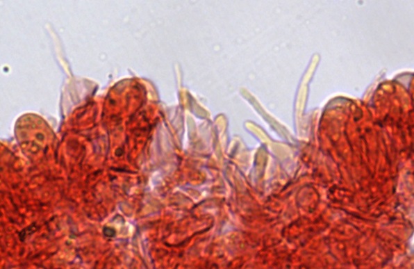 Mycena alnicola image