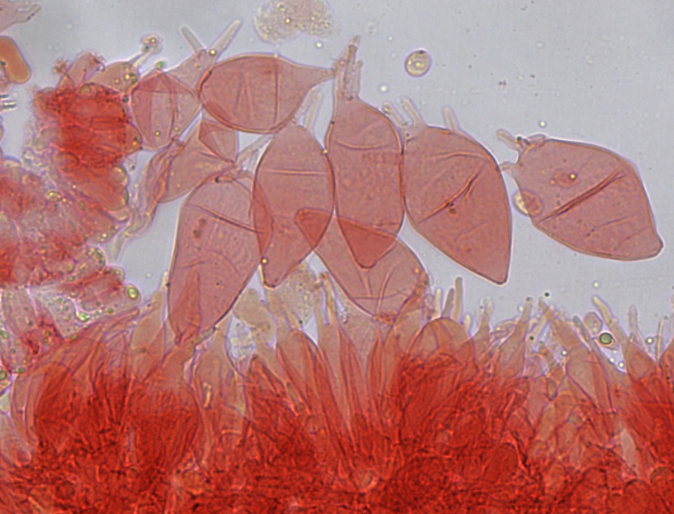 Mycena alnicola image