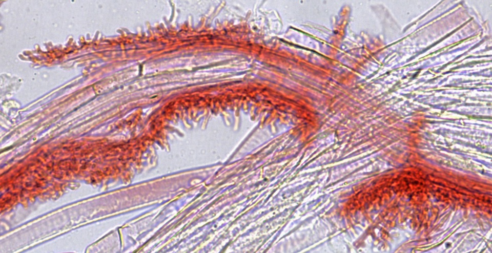 Mycena alnicola image
