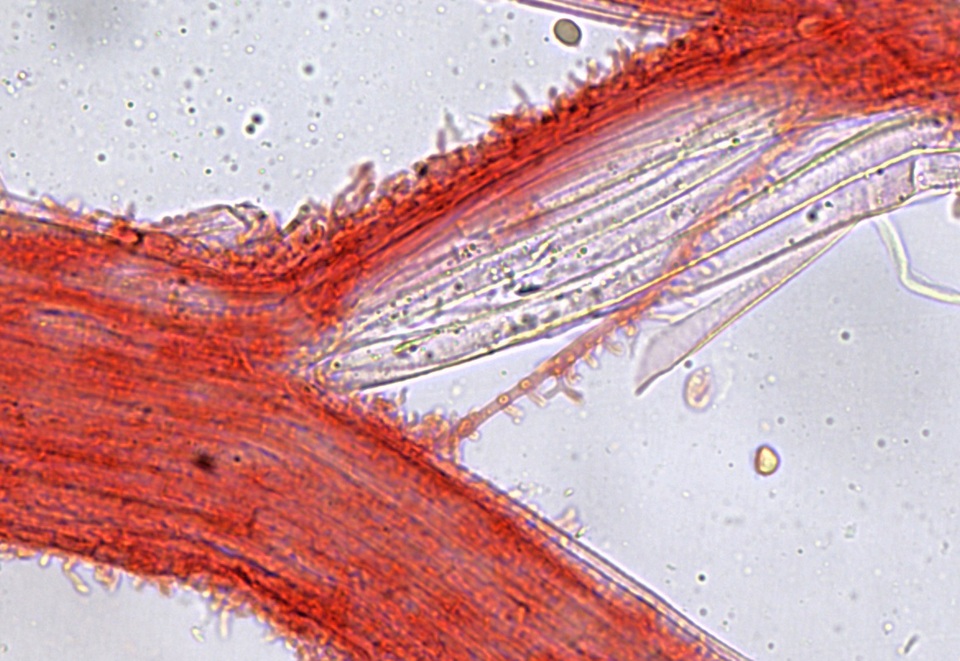 Mycena alnicola image