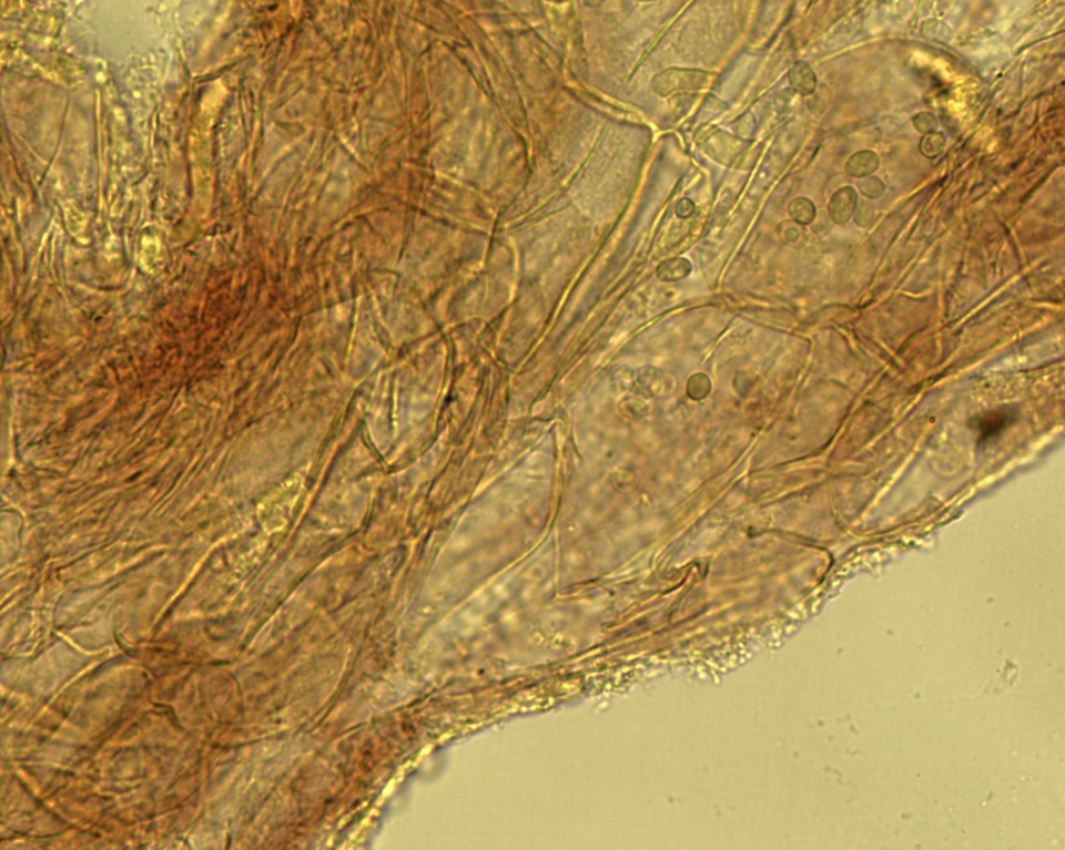 Mycena alnicola image