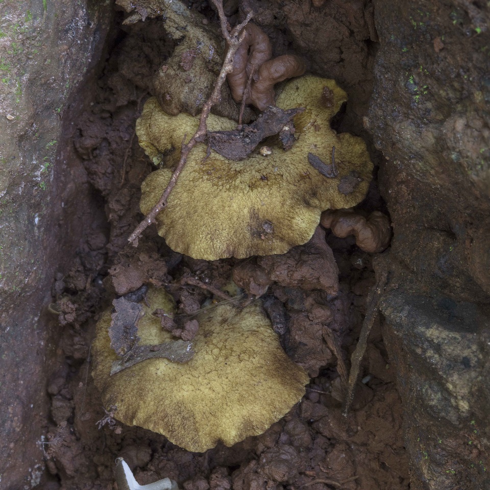 Boletinellus exiguus image