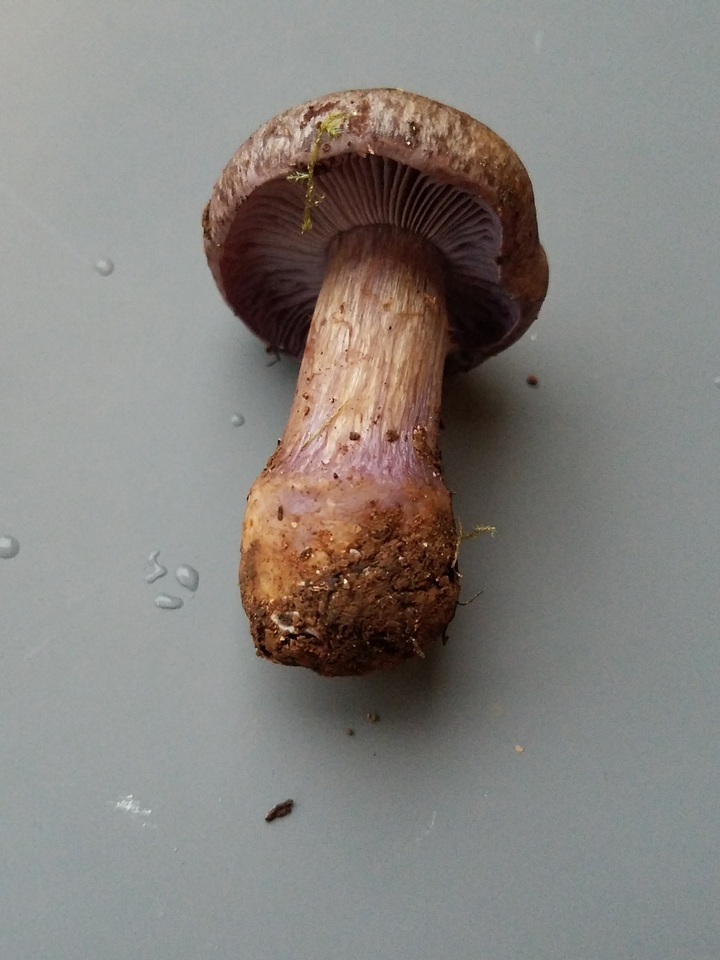 Cortinarius subolivascens image