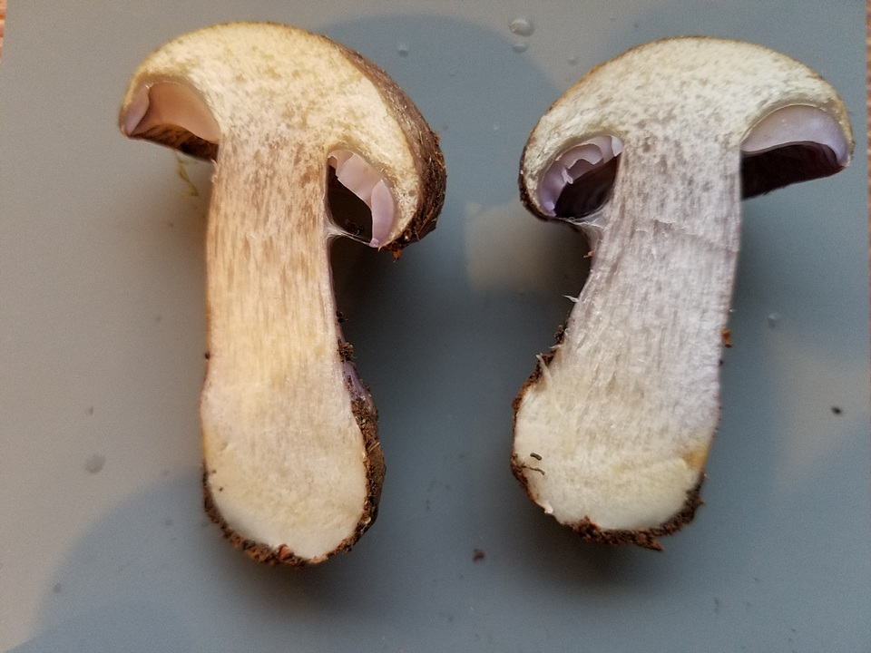 Cortinarius subolivascens image
