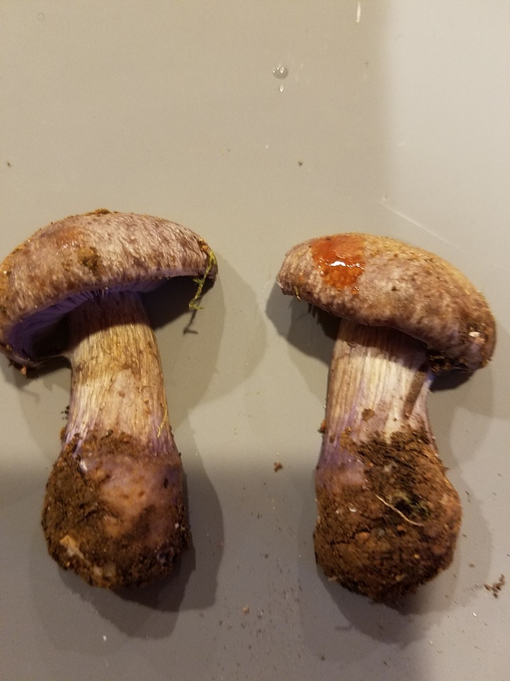 Cortinarius subolivascens image
